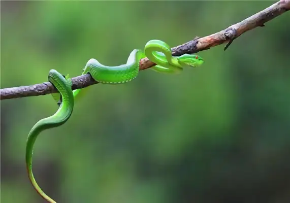 I.D. for Tibetan bamboo leaf snakes