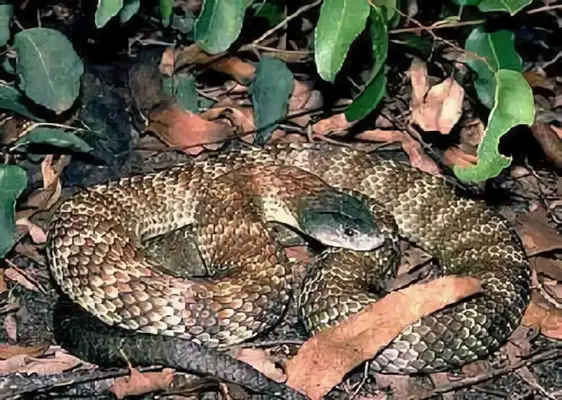 Australian Tiger Snake Identity Information