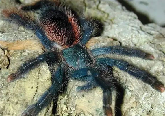 Guyana Pink Toe Identity Information