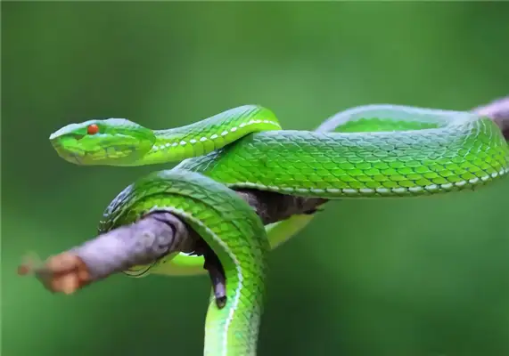 I.D. for Tibetan bamboo leaf snakes