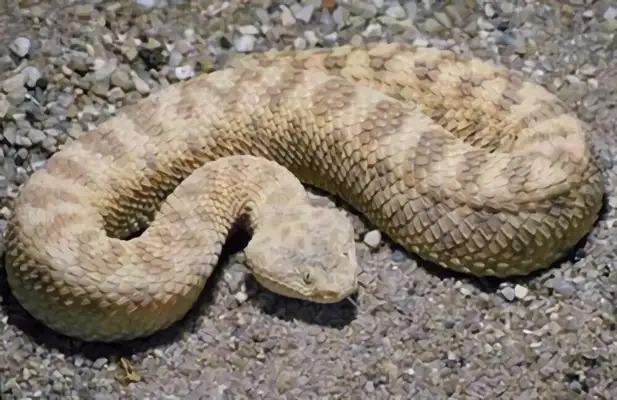 Australian Tiger Snake Identity Information