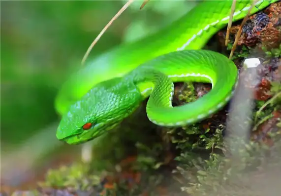 I.D. for Tibetan bamboo leaf snakes