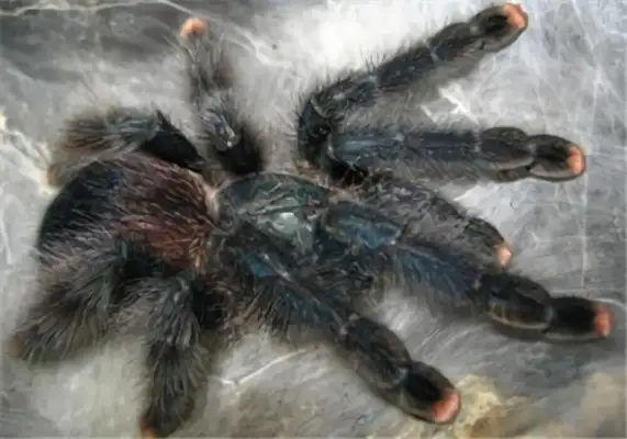 Guyana Pink Toe Identity Information