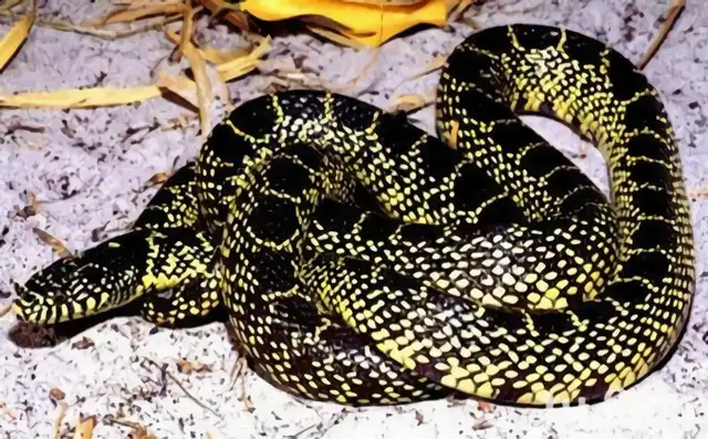 Australian Tiger Snake Identity Information