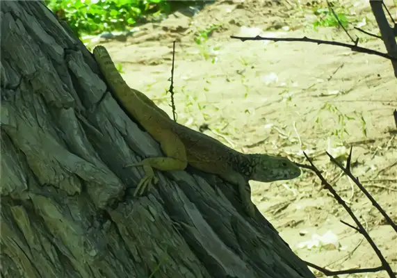 Xinjiang Iguana Identity Information
