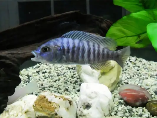 Lightning Prince Fish ID