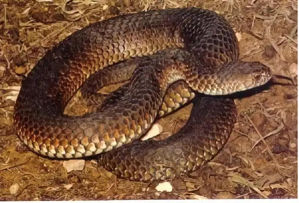 Australian Tiger Snake Identity Information
