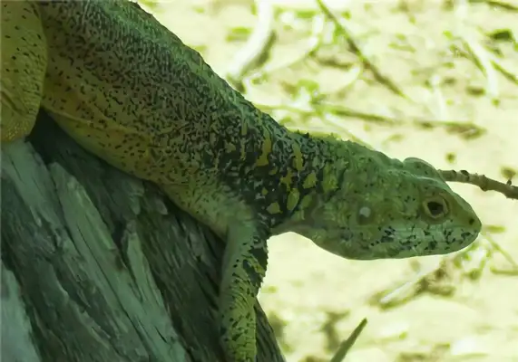 Xinjiang Iguana Identity Information