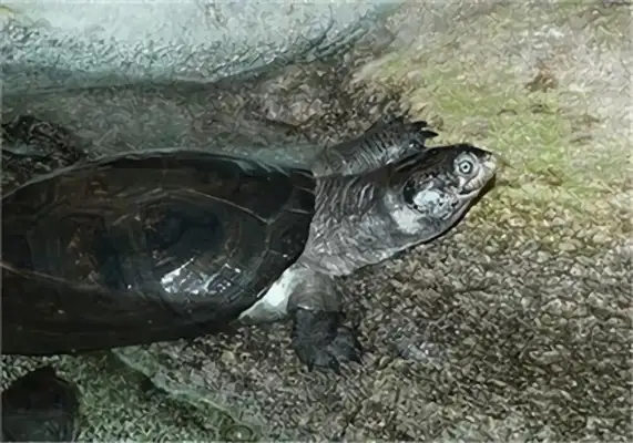 African Leatherback Turtle Identity Information