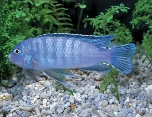 Lightning Prince Fish ID
