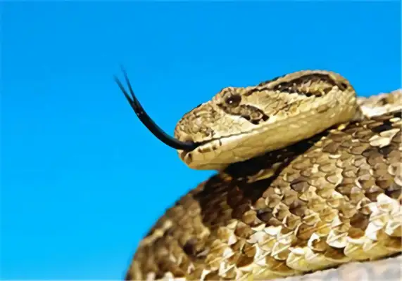 Orient Viper Identity Information