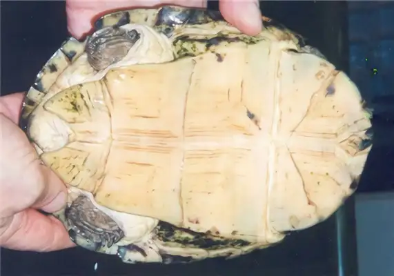 African Leatherback Turtle Identity Information