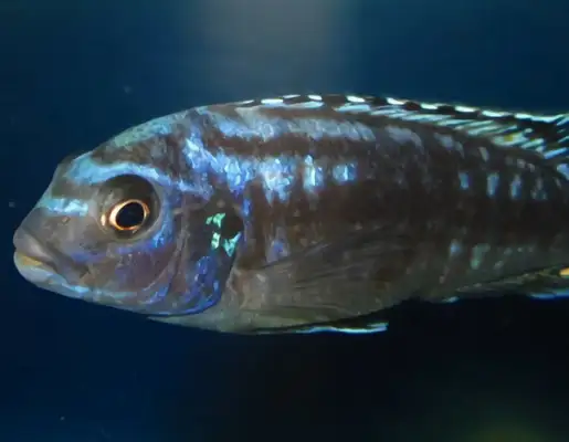 Lightning Prince Fish ID