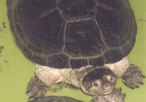 African Leatherback Turtle Identity Information