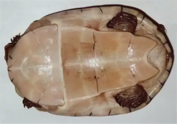 African Leatherback Turtle Identity Information