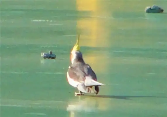 It's an ID on the parrot