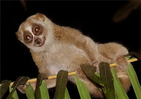 Lazy monkey identity information