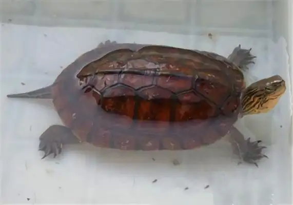 Fitch Tortoise Identity Information