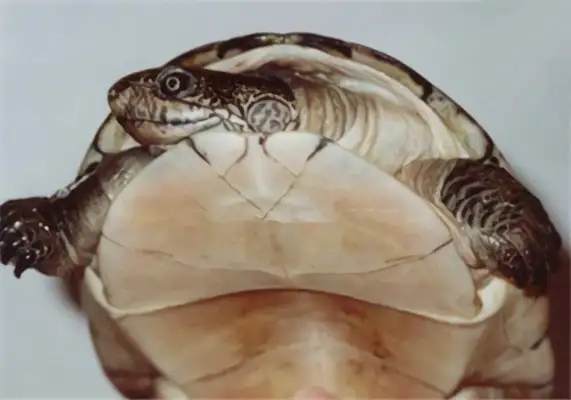 African Leatherback Turtle Identity Information