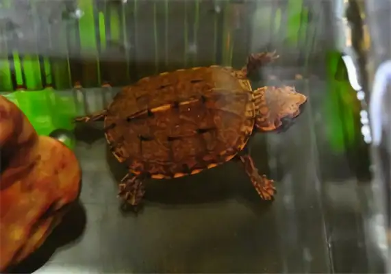 Stained mud turtle identity information