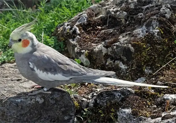 It's an ID on the parrot