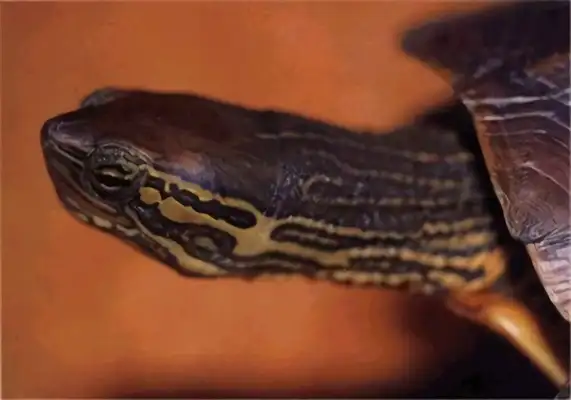 Fitch Tortoise Identity Information