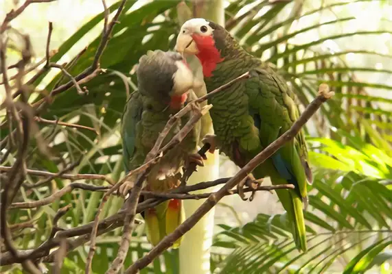 Cuban parrot identity information
