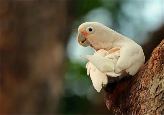 I.D. on the parrot of the Goffins