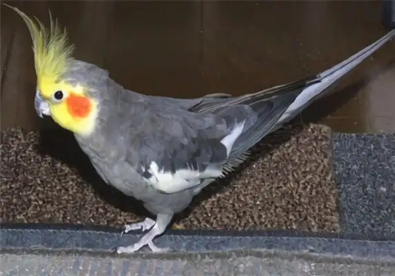 It's an ID on the parrot