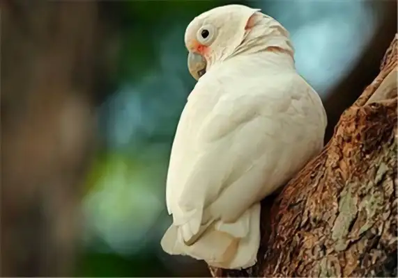 I.D. on the parrot of the Goffins