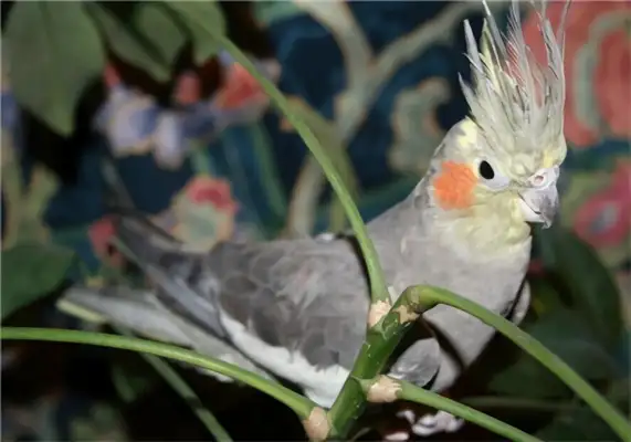 It's an ID on the parrot