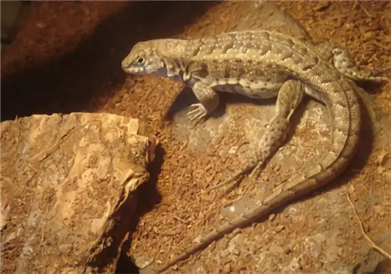 Textile spring iguana identity information