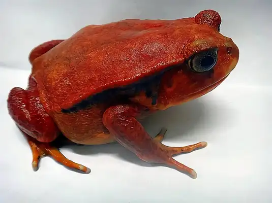 Antungili Red Frog Identity Information