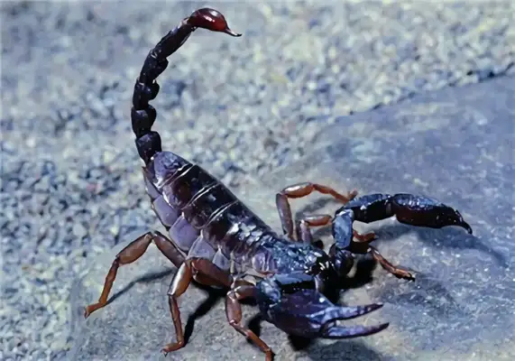 Scorpion Identity Information
