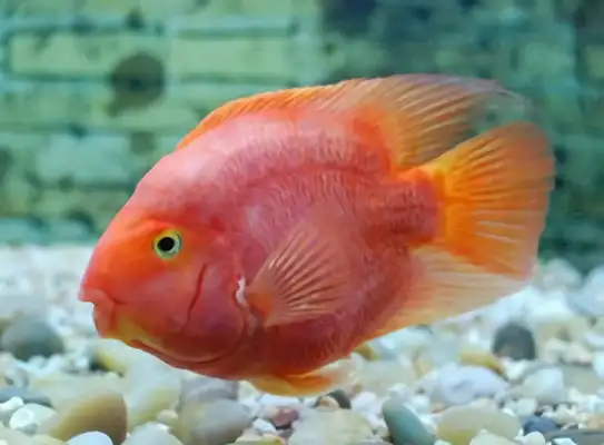 Parrot Fish Identity Information