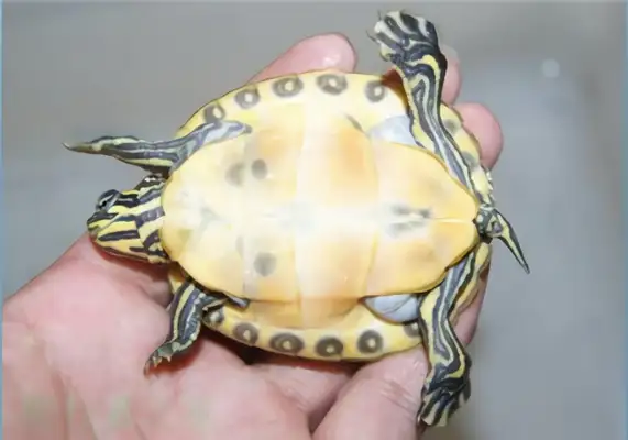 I.D. on the red belly of Florida