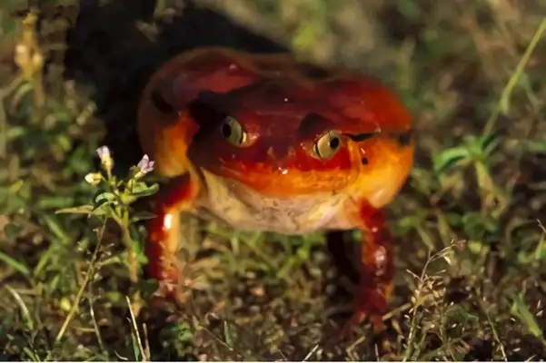Antungili Red Frog Identity Information