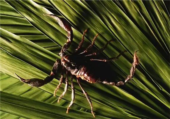 Scorpion Identity Information