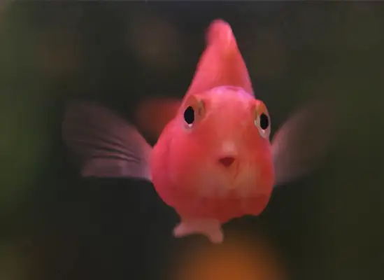 Parrot Fish Identity Information