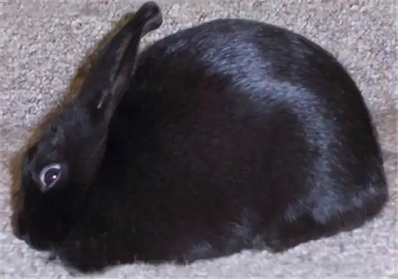 Chawin's got information about the rabbit