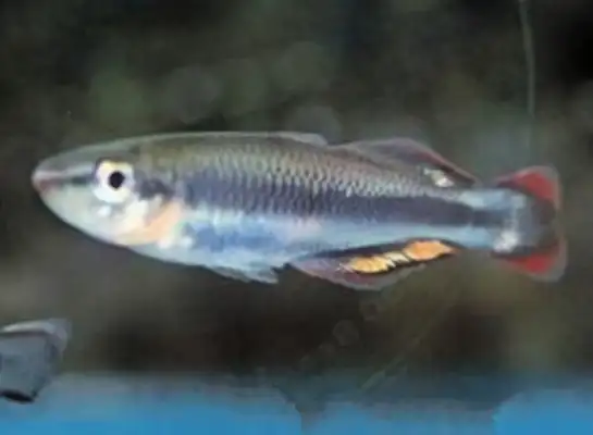 Malagasy Rainbow Identity Information