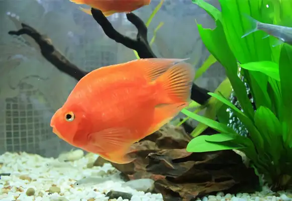 Parrot Fish Identity Information