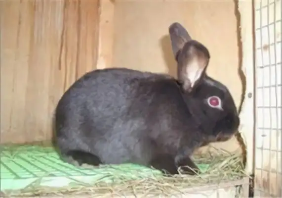 Chawin's got information about the rabbit