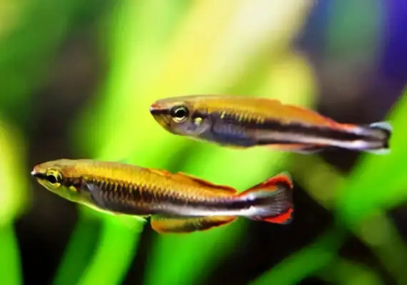 Malagasy Rainbow Identity Information