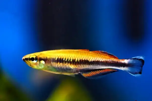 Malagasy Rainbow Identity Information