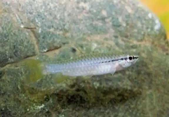 Splash fish identity information