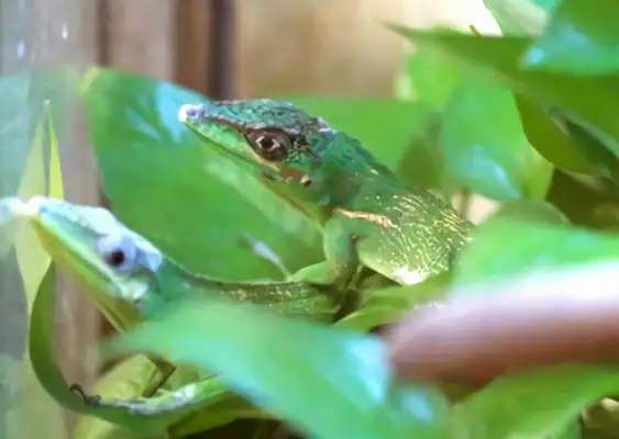 Information on the identity of the ale iguana