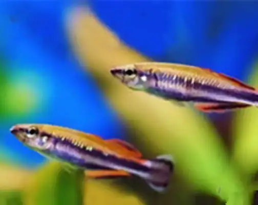 Malagasy Rainbow Identity Information