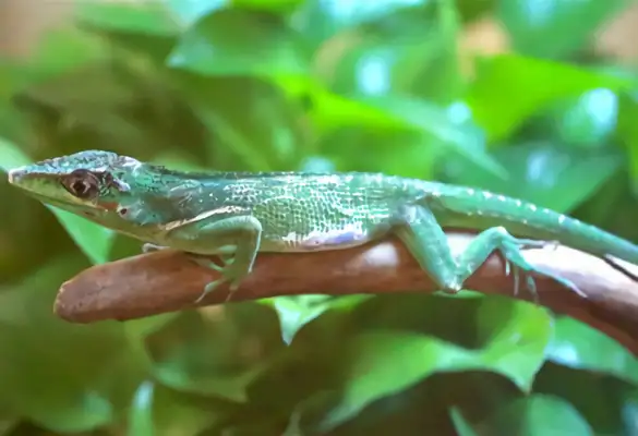 Information on the identity of the ale iguana