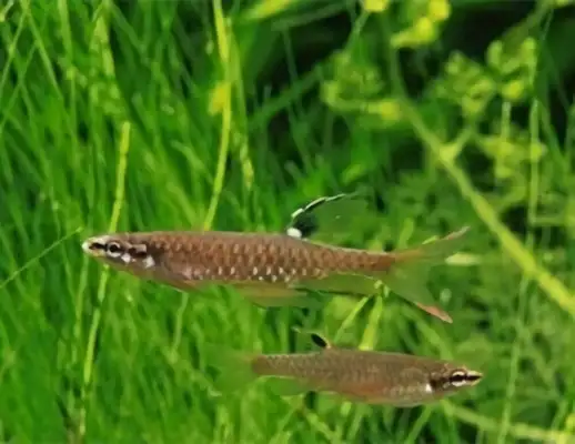 Splash fish identity information